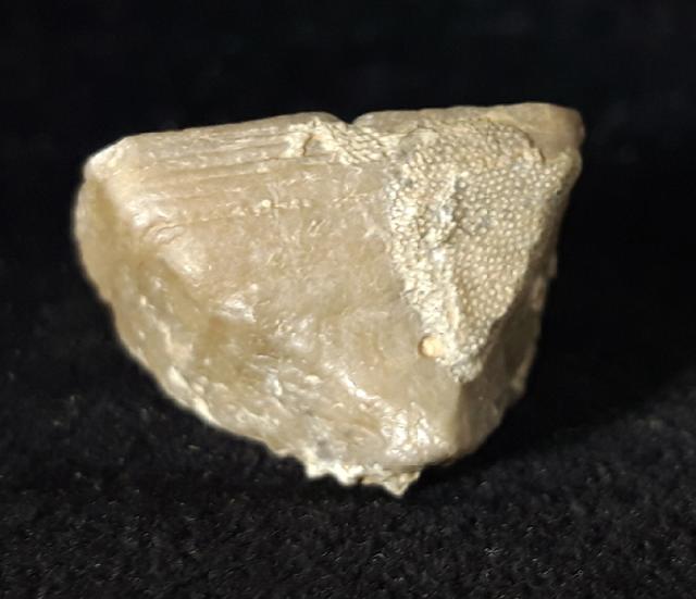 Goniophyllum pyramidale (HISINGER 1831) - Bild © FossNet FossilienStore
